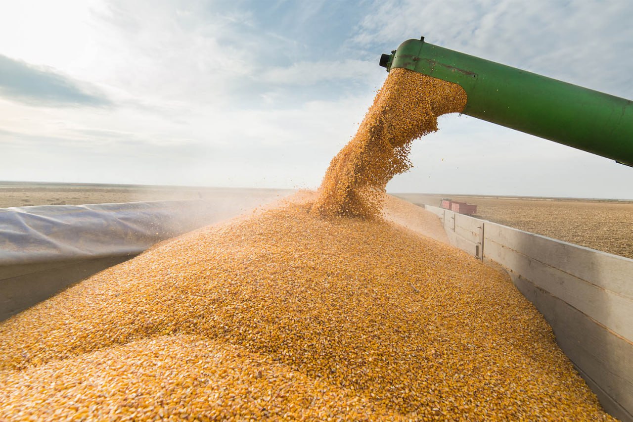 Словаччина тимчасово заборонить імпорт українського зерна