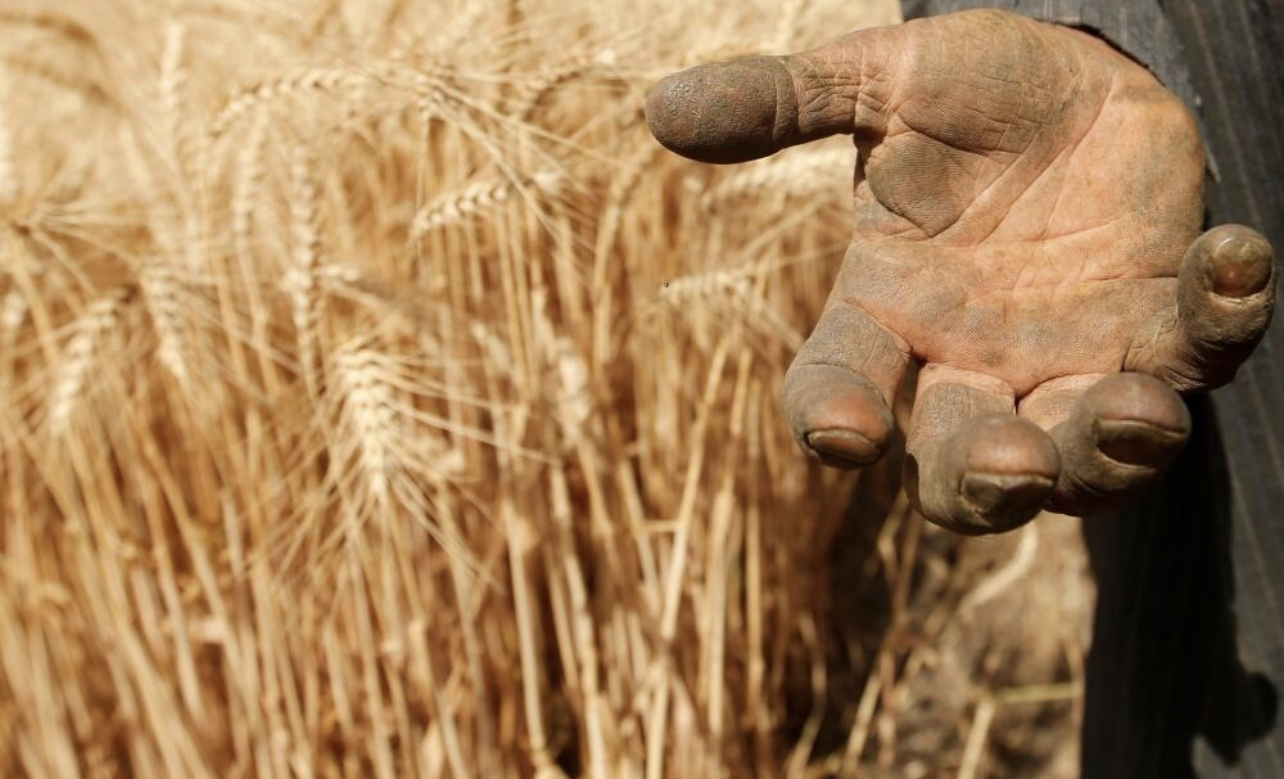 П’ять країн ЄС виступили з вимогою продовжити заборону імпорту зерна з України