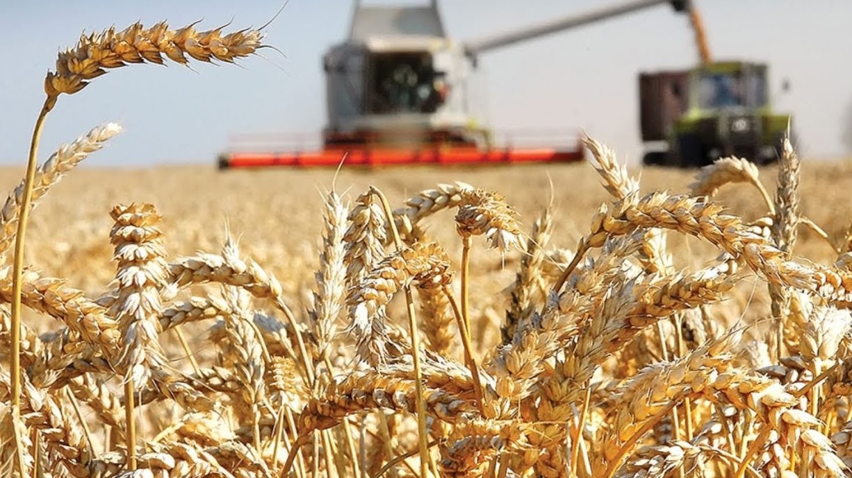В Україні 2024 року планують виробити на 8 млн тонн менше зерна порівняно з минулим роком